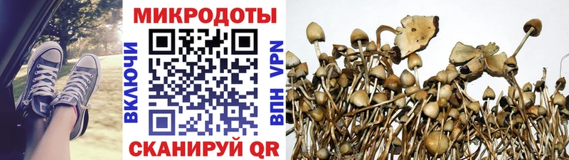 где найти наркотики  ссылка на мегу зеркало  Галлюциногенные грибы Cubensis  Петровск-Забайкальский 